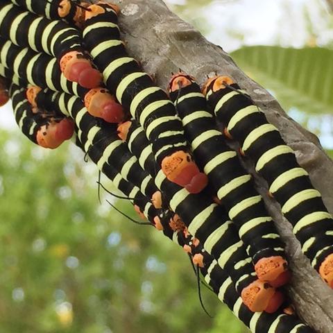 CATERPILLARS!